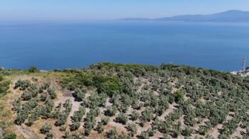 EMLAK HABERCİSİ 'NDEN MUDANYA HALİTPAŞA TAPULU, İMARA 400 METRE, DENİZ MANZARALI SATILIK 6.600 M2 ZEYTİNLİK