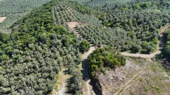 MUDANYA KETENDERE TARAFINA CEPHE FULL DENİZ MANZARALI SATILIK 11,5 DÖNÜM ZEYTİNLİK