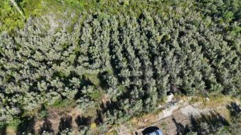 MUDANYA KETENDERE TARAFINA CEPHE FULL DENİZ MANZARALI SATILIK 11,5 DÖNÜM ZEYTİNLİK