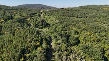 MUDANYA KETENDERE TARAFINA CEPHE FULL DENİZ MANZARALI SATILIK 11,5 DÖNÜM ZEYTİNLİK