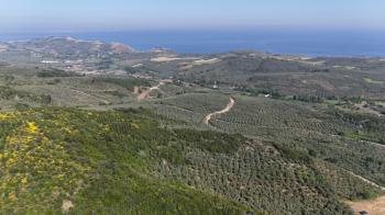 MUDANYA KETENDERE TARAFINA CEPHE FULL DENİZ MANZARALI SATILIK 11,5 DÖNÜM ZEYTİNLİK