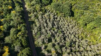 MUDANYA KETENDERE TARAFINA CEPHE FULL DENİZ MANZARALI SATILIK 11,5 DÖNÜM ZEYTİNLİK