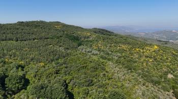 MUDANYA KETENDERE TARAFINA CEPHE FULL DENİZ MANZARALI SATILIK 11,5 DÖNÜM ZEYTİNLİK