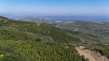 MUDANYA KETENDERE TARAFINA CEPHE FULL DENİZ MANZARALI SATILIK 11,5 DÖNÜM ZEYTİNLİK