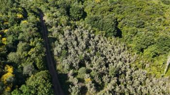 MUDANYA KETENDERE TARAFINA CEPHE FULL DENİZ MANZARALI SATILIK 11,5 DÖNÜM ZEYTİNLİK