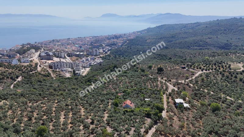 EMLAK HABERCİSİ 'NDEN MUDANYA HALİTPAŞA TAPULU, İMARA 400 METRE, DENİZ MANZARALI SATILIK 6.600 M2 ZEYTİNLİK