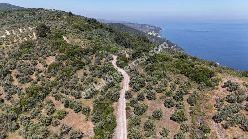 EMLAK HABERCİSİ 'NDEN MUDANYA HALİTPAŞA TAPULU, İMARA 400 METRE, DENİZ MANZARALI SATILIK 6.600 M2 ZEYTİNLİK