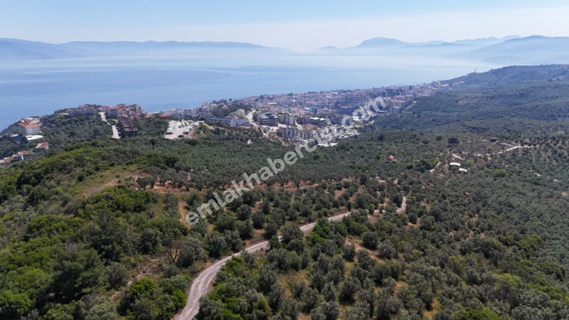 EMLAK HABERCİSİ 'NDEN MUDANYA HALİTPAŞA TAPULU, İMARA 400 METRE, DENİZ MANZARALI SATILIK 6.600 M2 ZEYTİNLİK