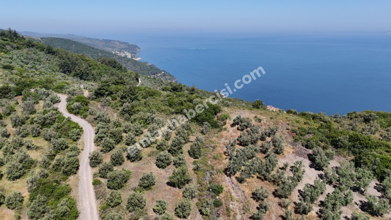 EMLAK HABERCİSİ 'NDEN MUDANYA HALİTPAŞA TAPULU, İMARA 400 METRE, DENİZ MANZARALI SATILIK 6.600 M2 ZEYTİNLİK