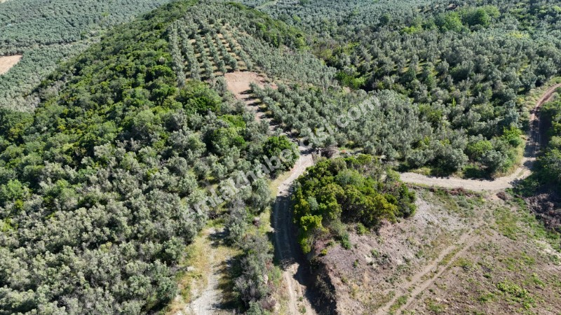 MUDANYA KETENDERE TARAFINA CEPHE FULL DENİZ MANZARALI SATILIK 11,5 DÖNÜM ZEYTİNLİK