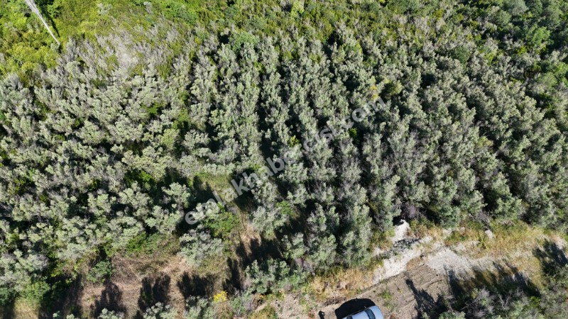 MUDANYA KETENDERE TARAFINA CEPHE FULL DENİZ MANZARALI SATILIK 11,5 DÖNÜM ZEYTİNLİK