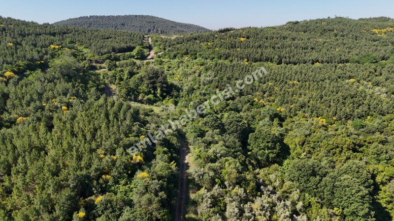 MUDANYA KETENDERE TARAFINA CEPHE FULL DENİZ MANZARALI SATILIK 11,5 DÖNÜM ZEYTİNLİK