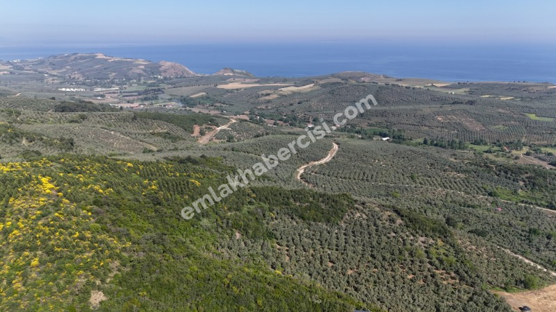 MUDANYA KETENDERE TARAFINA CEPHE FULL DENİZ MANZARALI SATILIK 11,5 DÖNÜM ZEYTİNLİK