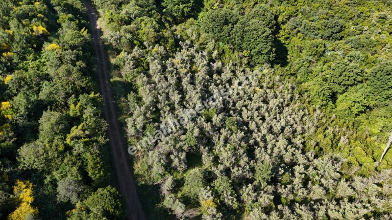 MUDANYA KETENDERE TARAFINA CEPHE FULL DENİZ MANZARALI SATILIK 11,5 DÖNÜM ZEYTİNLİK