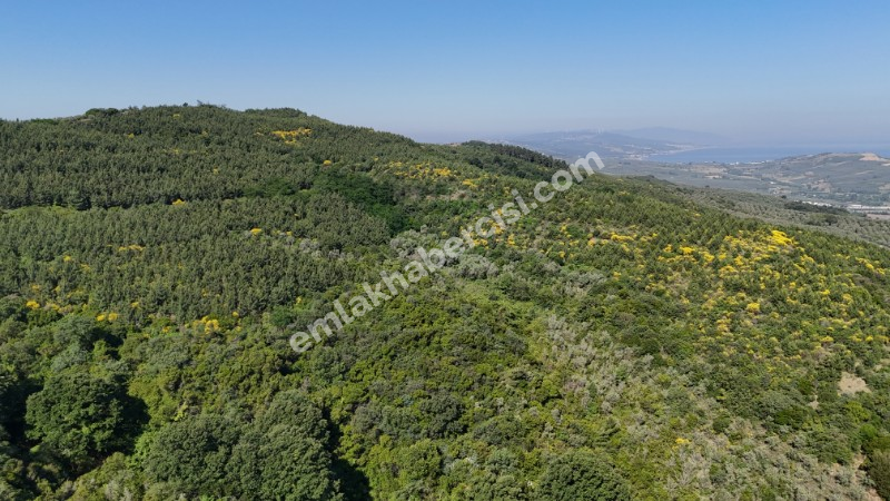 MUDANYA KETENDERE TARAFINA CEPHE FULL DENİZ MANZARALI SATILIK 11,5 DÖNÜM ZEYTİNLİK