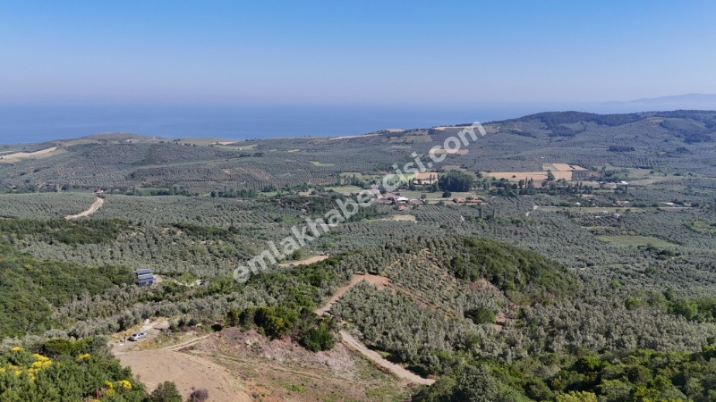 MUDANYA KETENDERE TARAFINA CEPHE FULL DENİZ MANZARALI SATILIK 11,5 DÖNÜM ZEYTİNLİK