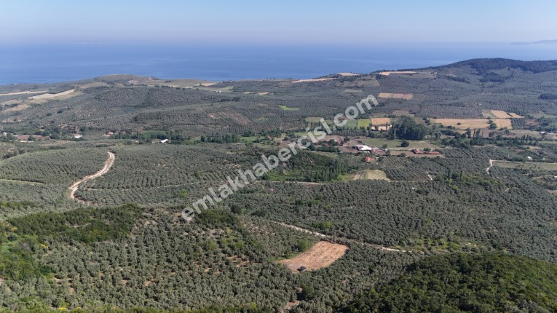 MUDANYA KETENDERE TARAFINA CEPHE FULL DENİZ MANZARALI SATILIK 11,5 DÖNÜM ZEYTİNLİK