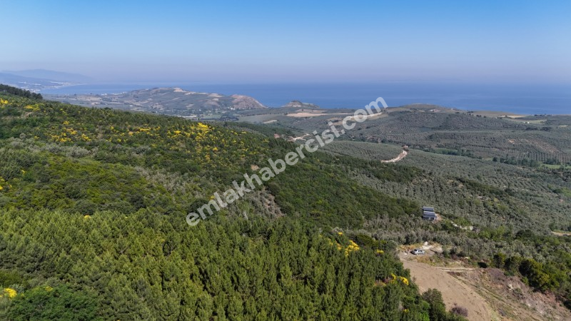 MUDANYA KETENDERE TARAFINA CEPHE FULL DENİZ MANZARALI SATILIK 11,5 DÖNÜM ZEYTİNLİK