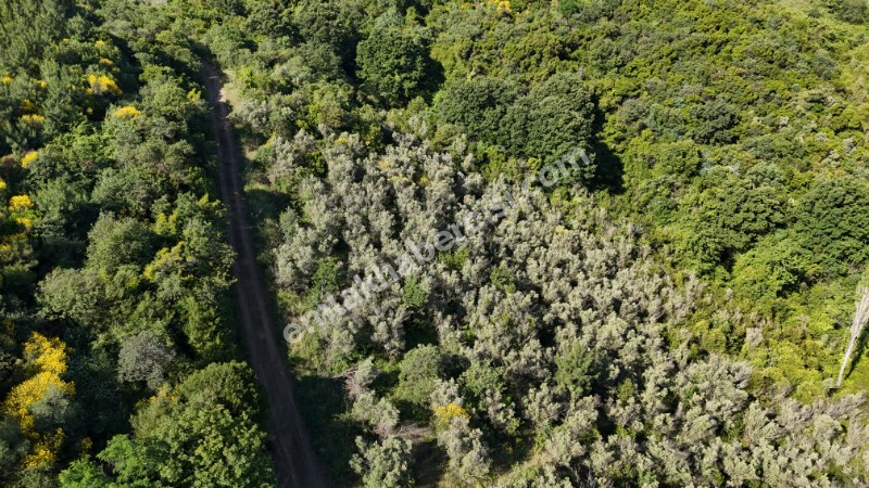 MUDANYA KETENDERE TARAFINA CEPHE FULL DENİZ MANZARALI SATILIK 11,5 DÖNÜM ZEYTİNLİK