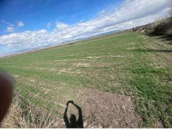 GÜVENAY – ÇORUM MERKEZ BUĞDÜZ KÖYÜ – YOL KENARI SATILIK TARLA