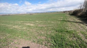 GÜVENAY – ÇORUM MERKEZ BUĞDÜZ KÖYÜ – YOL KENARI SATILIK TARLA