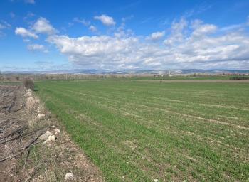 GÜVENAY – ÇORUM MERKEZ BUĞDÜZ KÖYÜ – YOL KENARI SATILIK TARLA