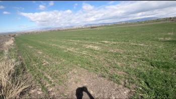 GÜVENAY – ÇORUM MERKEZ BUĞDÜZ KÖYÜ – YOL KENARI SATILIK TARLA