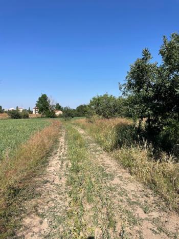 AFYON ÜÇOK EMLAKTAN SÜLÜNDE SATILIK FIRSAT TARLA