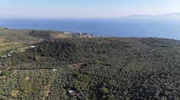 MUDANYA TİRİLYE'ye 750 METRE MESAFEDE RESMİ YOLA CEPHE 7,5 DÖNÜM 2 TAPULU ZEYTİNLİK