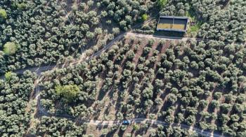 MUDANYA TİRİLYE'ye 750 METRE MESAFEDE RESMİ YOLA CEPHE 7,5 DÖNÜM 2 TAPULU ZEYTİNLİK