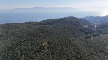 MUDANYA TİRİLYE'ye 750 METRE MESAFEDE RESMİ YOLA CEPHE 7,5 DÖNÜM 2 TAPULU ZEYTİNLİK