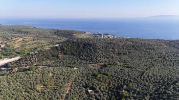 MUDANYA TİRİLYE'ye 750 METRE MESAFEDE RESMİ YOLA CEPHE 7,5 DÖNÜM 2 TAPULU ZEYTİNLİK