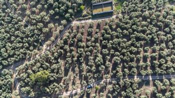 MUDANYA TİRİLYE'ye 750 METRE MESAFEDE RESMİ YOLA CEPHE 7,5 DÖNÜM 2 TAPULU ZEYTİNLİK