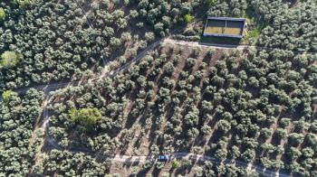 MUDANYA TİRİLYE'ye 750 METRE MESAFEDE RESMİ YOLA CEPHE 7,5 DÖNÜM 2 TAPULU ZEYTİNLİK