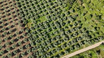 EMLAK HABERCİSİ 'NDEN MUDANYA HALİLBEY TAPULU 55 METRE RESMİ YOLA CEPHESİ OLAN 6 DÖNÜM TARLA VASFINDA ARAZİ