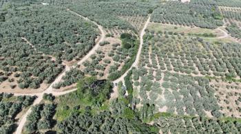 EMLAK HABERCİSİ 'NDEN MUDANYA YALIÇİFTLİK TAPULU, İKİ RESMİ YOLU OLAN, ASFALTA 500 METRE  FULL DENİZ ARAZİ