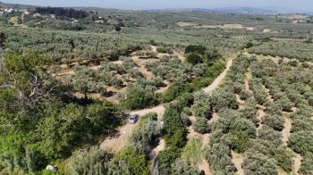 EMLAK HABERCİSİ 'NDEN MUDANYA YALIÇİFTLİK TAPULU, İKİ RESMİ YOLU OLAN, ASFALTA 500 METRE  FULL DENİZ ARAZİ