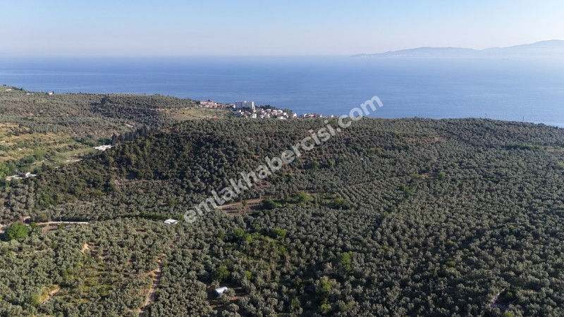 MUDANYA TİRİLYE'ye 750 METRE MESAFEDE RESMİ YOLA CEPHE 7,5 DÖNÜM 2 TAPULU ZEYTİNLİK