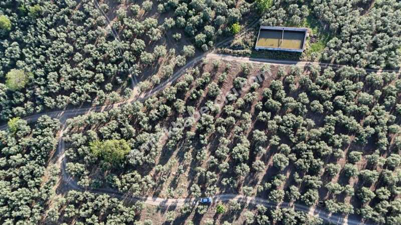 MUDANYA TİRİLYE'ye 750 METRE MESAFEDE RESMİ YOLA CEPHE 7,5 DÖNÜM 2 TAPULU ZEYTİNLİK