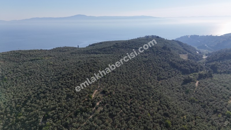 MUDANYA TİRİLYE'ye 750 METRE MESAFEDE RESMİ YOLA CEPHE 7,5 DÖNÜM 2 TAPULU ZEYTİNLİK