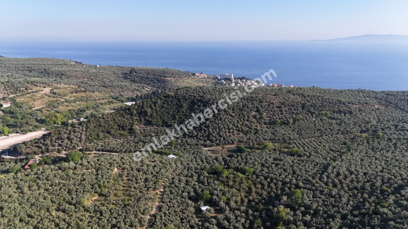 MUDANYA TİRİLYE'ye 750 METRE MESAFEDE RESMİ YOLA CEPHE 7,5 DÖNÜM 2 TAPULU ZEYTİNLİK