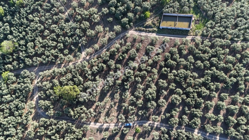 MUDANYA TİRİLYE'ye 750 METRE MESAFEDE RESMİ YOLA CEPHE 7,5 DÖNÜM 2 TAPULU ZEYTİNLİK