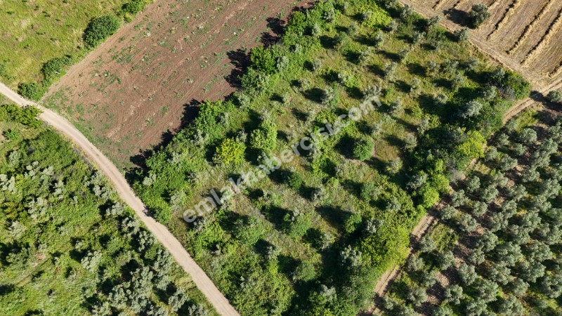 EMLAK HABERCİSİ 'NDEN MUDANYA HALİLBEY TAPULU 55 METRE RESMİ YOLA CEPHESİ OLAN 6 DÖNÜM TARLA VASFINDA ARAZİ