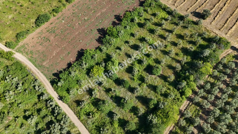 EMLAK HABERCİSİ 'NDEN MUDANYA HALİLBEY TAPULU 55 METRE RESMİ YOLA CEPHESİ OLAN 6 DÖNÜM TARLA VASFINDA ARAZİ