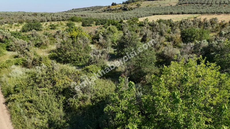 EMLAK HABERCİSİ 'NDEN MUDANYA HALİLBEY TAPULU 55 METRE RESMİ YOLA CEPHESİ OLAN 6 DÖNÜM TARLA VASFINDA ARAZİ