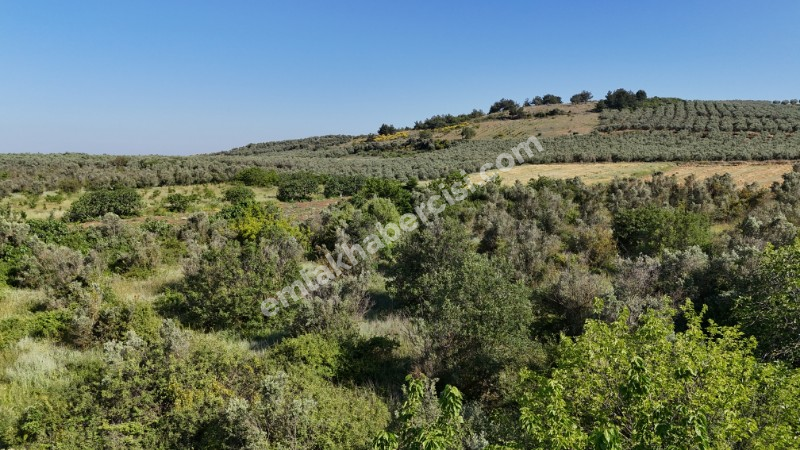EMLAK HABERCİSİ 'NDEN MUDANYA HALİLBEY TAPULU 55 METRE RESMİ YOLA CEPHESİ OLAN 6 DÖNÜM TARLA VASFINDA ARAZİ