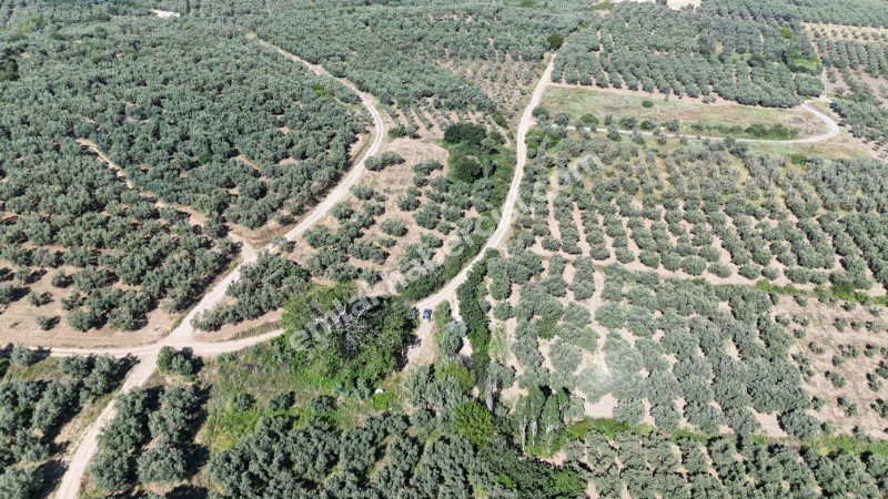 EMLAK HABERCİSİ 'NDEN MUDANYA YALIÇİFTLİK TAPULU, İKİ RESMİ YOLU OLAN, ASFALTA 500 METRE  FULL DENİZ ARAZİ