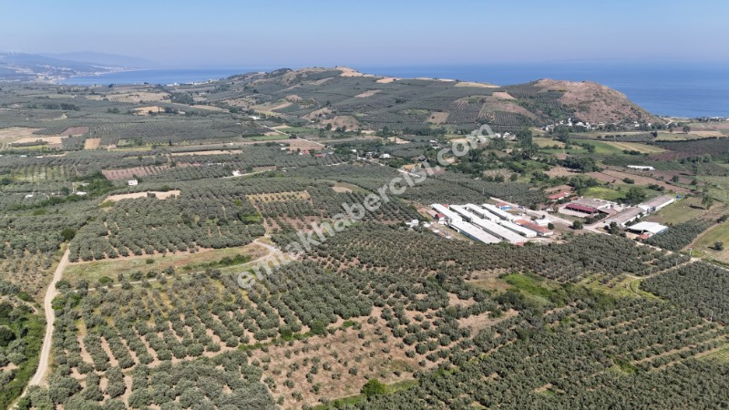 EMLAK HABERCİSİ 'NDEN MUDANYA YALIÇİFTLİK TAPULU, İKİ RESMİ YOLU OLAN, ASFALTA 500 METRE  FULL DENİZ ARAZİ
