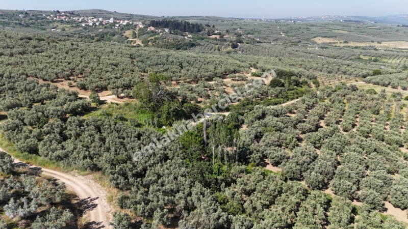 EMLAK HABERCİSİ 'NDEN MUDANYA YALIÇİFTLİK TAPULU, İKİ RESMİ YOLU OLAN, ASFALTA 500 METRE  FULL DENİZ ARAZİ