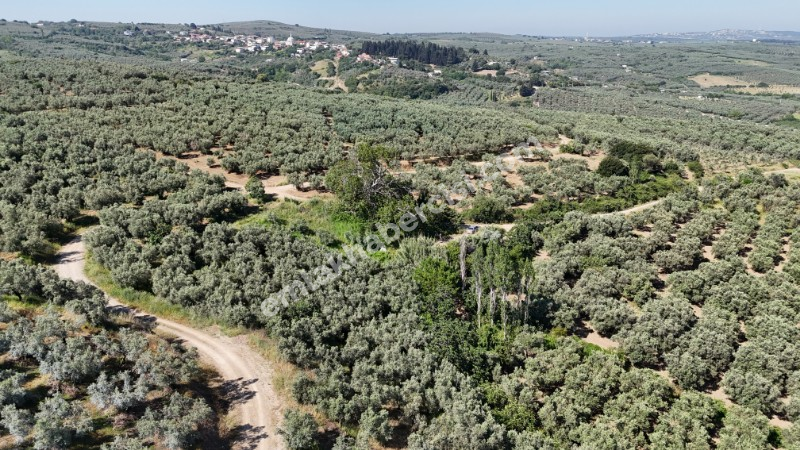 EMLAK HABERCİSİ 'NDEN MUDANYA YALIÇİFTLİK TAPULU, İKİ RESMİ YOLU OLAN, ASFALTA 500 METRE  FULL DENİZ ARAZİ